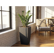 Hoher quadratischer Pflanzkübel in Flechtoptik mit Glücksfeder in einem hellen Raum mit weißen Ziegelwänden und Holzboden.