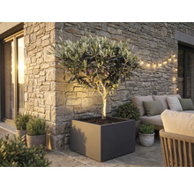 Jardinière d'extérieur carrée couleur anthracite contenant un olivier sur une terrasse avec mur en pierre et mobilier de jardin.