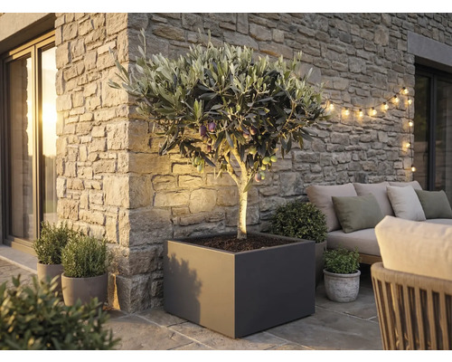 Jardinière d'extérieur carrée couleur anthracite contenant un olivier sur une terrasse avec mur en pierre et mobilier de jardin.