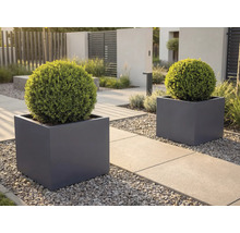 Deux jardinières carrées gris foncé avec des arbustes verts en forme de boule sur une allée de jardin moderne avec des dalles en béton et du gravier.