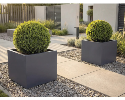 Deux jardinières carrées gris foncé avec des arbustes verts en forme de boule sur une allée de jardin moderne avec des dalles en béton et du gravier.