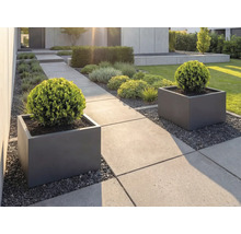 Jardin moderne avec grandes dalles en béton, jardinières carrées anthracite et buis taillés en boule.