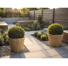 Jardin moderne avec deux jardinières tressées contenant des buissons en boule sur un chemin en pierre à côté d'une clôture en bois.