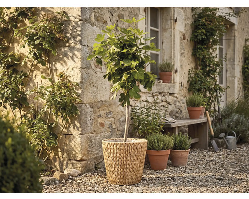 Figuier dans un panier tressé devant un mur en pierre rustique dans un jardin avec des pots d'herbes et un banc en bois sur du gravier.