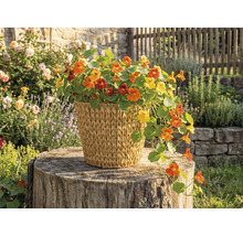 Capucines avec des fleurs jaunes et orange dans un panier tressé sur une souche d'arbre dans le jardin.