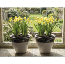 Zwei Keramik-Blumentöpfe mit gelben Narzissen auf einer Fensterbank aus Stein vor einem hellen Garten.