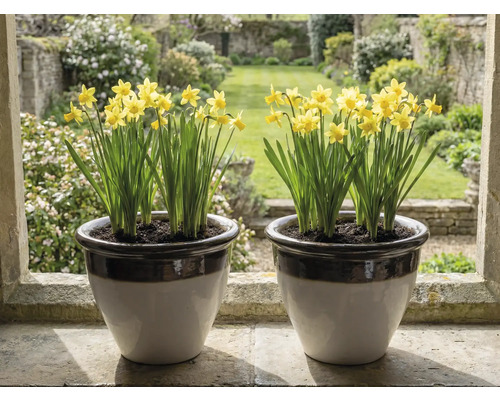 Zwei Keramik-Blumentöpfe mit gelben Narzissen auf einer Fensterbank aus Stein vor einem hellen Garten.