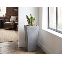 Jardinière haute et carrée aspect béton gris avec sansevieria dans un salon lumineux et moderne à côté d'une fenêtre.