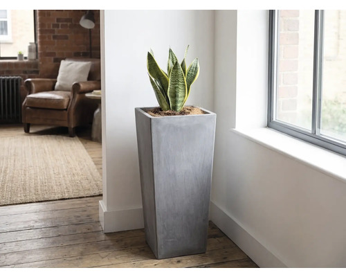 Jardinière haute et carrée aspect béton gris avec sansevieria dans un salon lumineux et moderne à côté d'une fenêtre.
