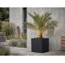 Palmier dans un bac à plantes carré sombre à l'aspect tressé sur une terrasse en pierre devant un mur en béton.