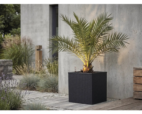 Palmier dans un bac à plantes carré sombre à l'aspect tressé sur une terrasse en pierre devant un mur en béton.