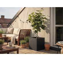 Jardinière carrée noire tressée avec un figuier sur une terrasse lumineuse avec mobilier de jardin en bois et pots de fines herbes.