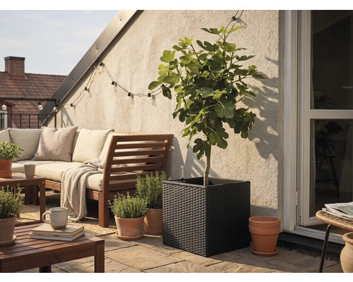Jardinière carrée noire tressée avec un figuier sur une terrasse lumineuse avec mobilier de jardin en bois et pots de fines herbes.