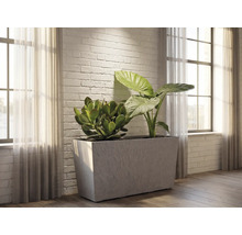 Grand bac à plantes rectangulaire aspect béton dans un salon lumineux avec un mur en briques blanches, garni d'une plante de jade et d'une alocasia.
