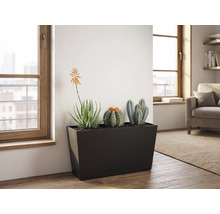 Jardinière rectangulaire noire avec cactus et succulentes dans un salon lumineux avec parquet et grandes fenêtres.