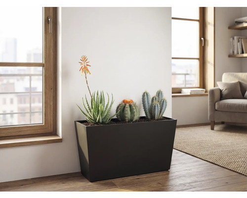 Jardinière rectangulaire noire avec cactus et succulentes dans un salon lumineux avec parquet et grandes fenêtres.