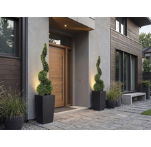 Moderner Hauseingang mit Holztür, zwei spiralförmigen Buchsbäumen in hohen schwarzen Pflanzkübeln und Ziergräsern auf Steinplatten.