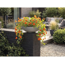 Coupe de plantes grise avec des capucines orange sur un muret sombre dans un jardin moderne avec terrasse en bois et mobilier de jardin.