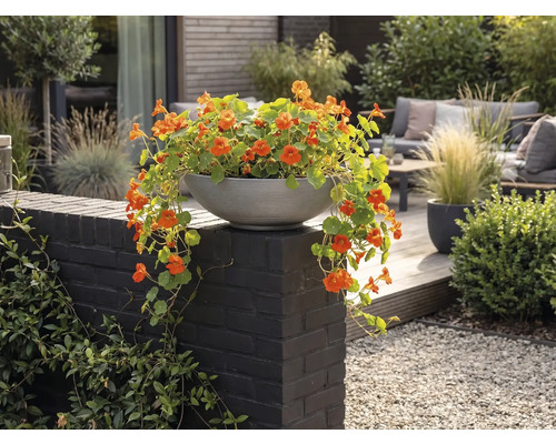 Coupe de plantes grise avec des capucines orange sur un muret sombre dans un jardin moderne avec terrasse en bois et mobilier de jardin.