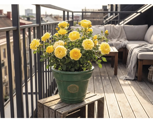 Gelbe Rosen in einem grünen Keramiktopf auf einem hellen Balkon mit Holzdiele, Loungemöbeln und Metallgeländer.