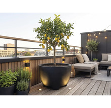 Moderner Dachgarten mit Zitronenbaum im schwarzen Pflanzgefäß auf einer Holzterrasse mit Loungemöbeln, Außenbeleuchtung und Stadtblick.