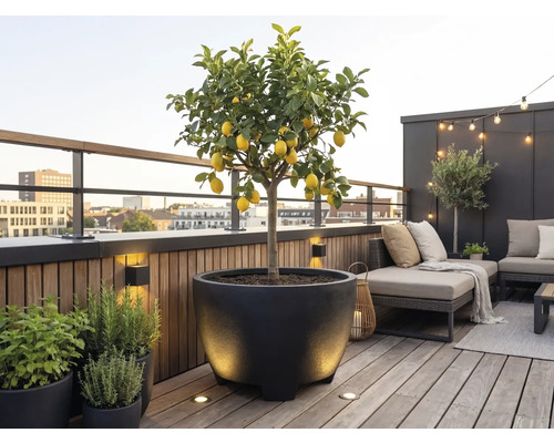 Moderner Dachgarten mit Zitronenbaum im schwarzen Pflanzgefäß auf einer Holzterrasse mit Loungemöbeln, Außenbeleuchtung und Stadtblick.