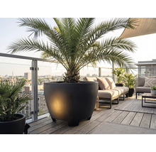 Grand bac à plantes rond avec un palmier sur un balcon moderne en bois avec des meubles de salon et vue sur la ville.