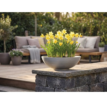 Une coupe de plantation ronde grise avec des narcisses jaunes sur un mur en pierre sur une terrasse claire moderne avec meubles de jardin.