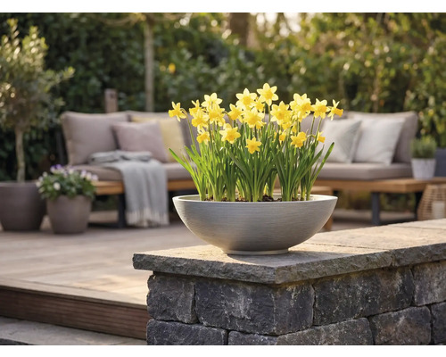 Une coupe de plantation ronde grise avec des narcisses jaunes sur un mur en pierre sur une terrasse claire moderne avec meubles de jardin.