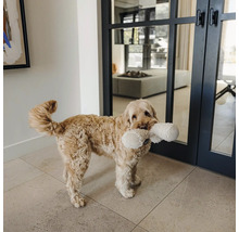 Un chien à poils frisés tient une peluche blanche en forme d os dans sa gueule dans une pièce moderne avec des portes vitrées et un sol carrelé.