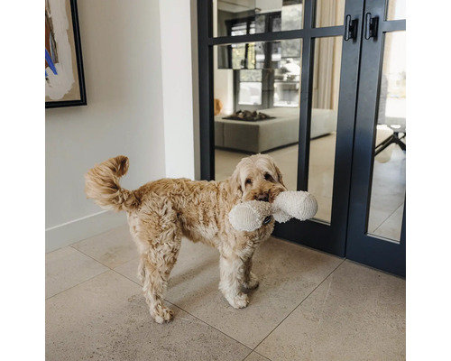 Un chien à poils frisés tient une peluche blanche en forme d os dans sa gueule dans une pièce moderne avec des portes vitrées et un sol carrelé.