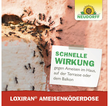 Ameisen auf einer Mauer mit Hinweistext zur schnellen Wirkung der Neudorff Loxiran Ameisenköderdose. Neudorff Logo.