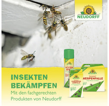 Wespen an einer Wand mit Neudorff Insektenspray, Leimfalle und Wespenfalle zur Insektenbekämpfung. Neudorff Logo.
