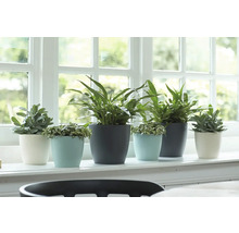 Verschiedene Zimmerpflanzen in weißen, hellblauen und dunkelgrauen Kunststofftöpfen auf einer hellen Fensterbank vor einem Fenster.