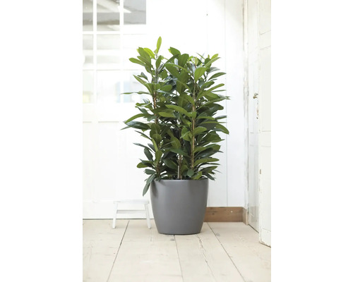 Grande plante verte dans un pot gris rond sur un parquet en bois dans une pièce lumineuse.