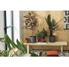 Plantes d intérieur comme un caoutchouc et un bégonia dans des pots gris et terre cuite sur un banc en bois devant un mur en bois.