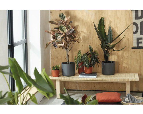 Plantes d intérieur comme un caoutchouc et un bégonia dans des pots gris et terre cuite sur un banc en bois devant un mur en bois.