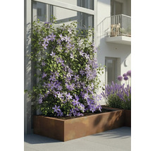 Clématite grimpante aux fleurs violettes dans un grand bac à plantes rectangulaire en métal sur une terrasse moderne.
