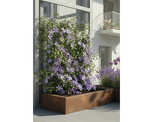 Clématite grimpante aux fleurs violettes dans un grand bac à plantes rectangulaire en métal sur une terrasse moderne.
