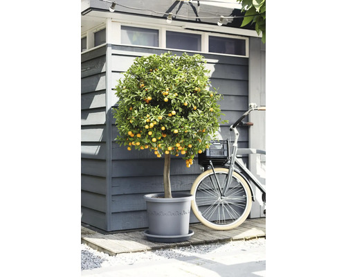 Mediterraner Zitrusbaum im grauen Kunststofftopf vor einem Gartenhaus aus Holz neben einem Fahrrad.