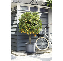 Citronnier méditerranéen dans un pot en plastique gris devant un abri de jardin en bois à côté d'un vélo.