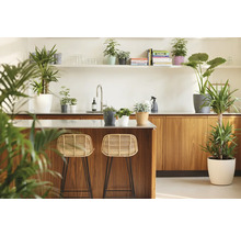 Cuisine moderne lumineuse avec îlot de cuisine en bois, deux tabourets de bar en rotin et diverses plantes d intérieur en pots.