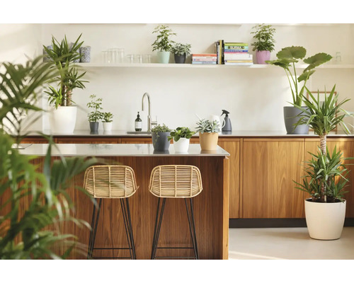 Cuisine moderne lumineuse avec îlot de cuisine en bois, deux tabourets de bar en rotin et diverses plantes d intérieur en pots.