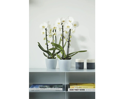 Zwei weiße Phalaenopsis Orchideen in grauen Töpfen auf einem Regal neben Kerzenhaltern und Büchern in modernem Design.