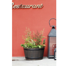 Pflanzfass an Holzoptik mat Astilbe beplanzt an eng grouss schwaarz Gaardelaterne aus Metall virun enger Mauer mam Schrëftzuch Restaurant.