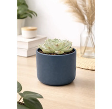 Plante succulente Echeveria dans un pot cylindrique en céramique bleu foncé sur une surface en bois dans une pièce moderne et lumineuse.
