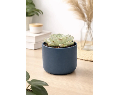 Plante succulente Echeveria dans un pot cylindrique en céramique bleu foncé sur une surface en bois dans une pièce moderne et lumineuse.