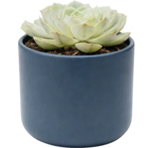 Plante succulente Echeveria dans un pot en céramique bleu, plante d intérieur.