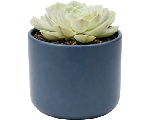 Plante succulente Echeveria dans un pot en céramique bleu, plante d intérieur.