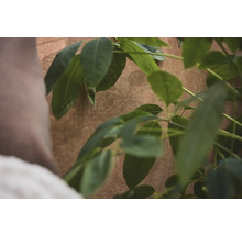Papier peint structuré avec un aspect textile marron et des feuilles de plantes vertes au premier plan